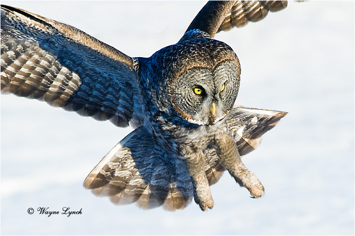 Hunting Great Gray Owl 140 by Dr. Wayne Lynch ©